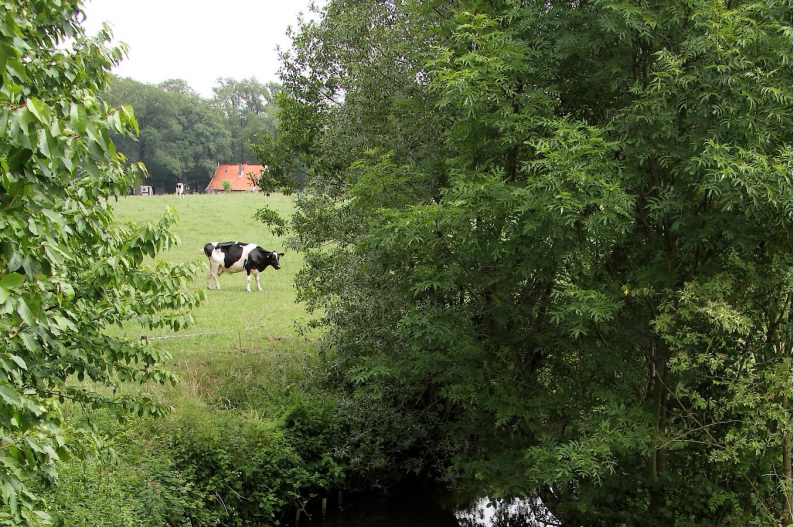 Beeklandschap met zwart-witte koe in de wei voor typisch saksisch boerderijtje 